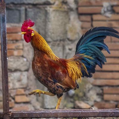 Rooster standing on the top of a coop.